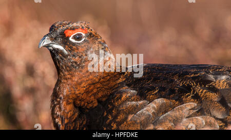 Lagopède des saules (Lagopus lagopus scotica), portrait, landes, le Parc National de Cairngorms, Highlands, Scotland Banque D'Images