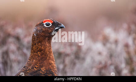 Lagopède des saules (Lagopus lagopus scotica) dans la lande, portrait, Parc National de Cairngorms, Highlands, Scotland Banque D'Images