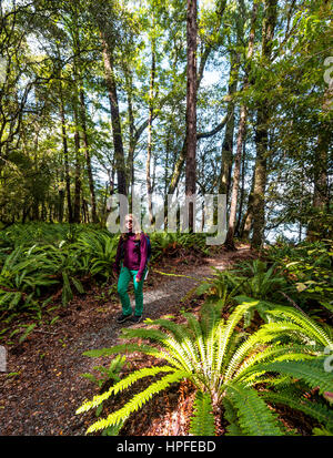 Randonneur marchant à travers forêt avec des fougères arborescentes, parc national Abel Tasman, Southland, Nouvelle-Zélande Banque D'Images