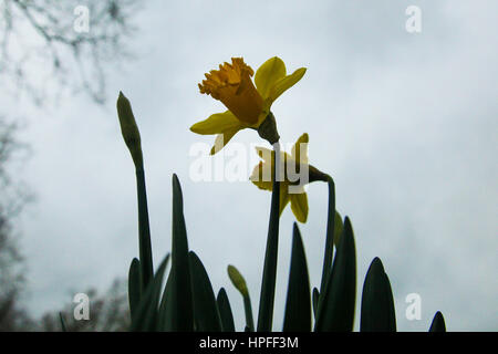 Tottenham, au nord de Londres, au Royaume-Uni. Feb 21, 2017. Jonquille fleur fleurs dans un parc à Tottenham, au nord de Londres. Credit : Dinendra Haria/Alamy Live News Banque D'Images