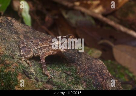 Un jeune crapaud à crête (Ingerophrynus divergens) sur un rocher moussu dans la forêt tropicale à Kubah National Park, Sarawak, l'Est de la Malaisie, Bornéo Banque D'Images