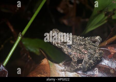 Un jeune, épineuses River Toad (Phrynoidis aspera) dans la litière de feuilles à Batang Kali, Selangor, Malaisie Banque D'Images