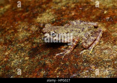 Un nain (crapaud mince Ansonia minuta) perché sur un rocher dans le Parc National de Kubah, Sarawak, l'Est de la Malaisie, Bornéo Banque D'Images