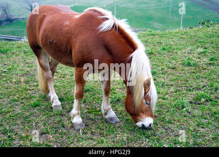 Le Haflinger, également connu sous le nom de l'Avelignese, est une race de cheval mis au point en Autriche et en Italie du nord. Banque D'Images