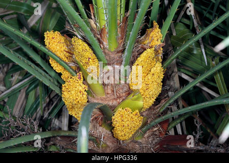Close-up de fleur de la Méditerranée Fan Palm fleurs femelles- Chaemerops humilis-famille Araceae Banque D'Images