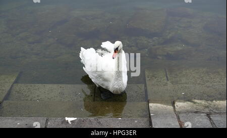 Swan à Lucerne, Suisse Banque D'Images