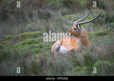 Une alerte de solitude antilopes cobes lechwes couché dans l'herbe et regardant vers la gauche Banque D'Images