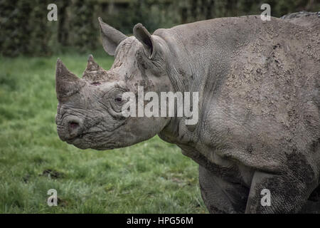 Un gros demi-longueur de l'image de profil d'une gauche regardant rhino avec la boue et la saleté sur sa peau Banque D'Images