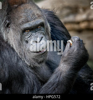 Un très proche d'un portrait au format carré curieux stern à silverback gorilla à directement à l'afficheur Banque D'Images