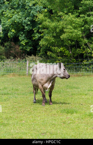 Vache dans un pré quelque part dans les Pays-Bas Banque D'Images