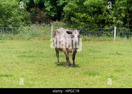 Vache dans un pré quelque part dans les Pays-Bas Banque D'Images