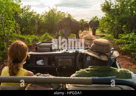 Les touristes regarder les éléphants dans le Parc National de Matusadona du Zimbabwe. Banque D'Images