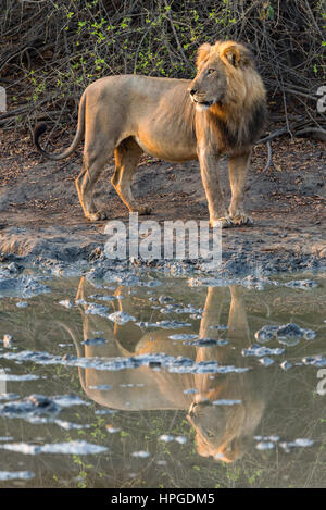 Un grand mâle lion vu au Zimbabwe's Kanga Pan en Mana Pools National Park. Banque D'Images