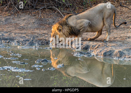 Un grand mâle lion vu au Zimbabwe's Kanga Pan en Mana Pools National Park. Banque D'Images