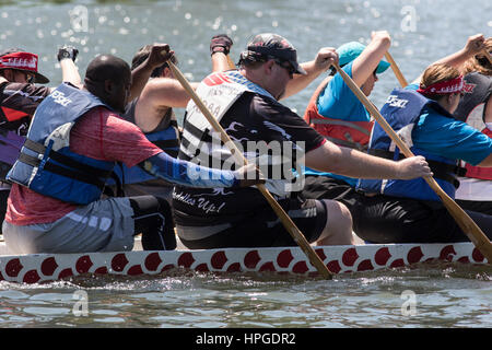 Les courses de Dragonboat sur la rivière Chicago en Ping Tom Memorial Park, Chicage Banque D'Images