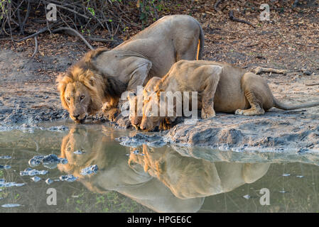 Les Lions de l'alcool à une casserole au Zimbabwe, Mana Pools National Park. Banque D'Images