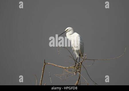 L'aigrette garzette, Egretta garzetta, perché sur une branche d'arbre, près de Bhigwan, Maharashtra. Banque D'Images