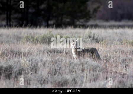 Le coyote chasse dans l'herbe et les armoises en automne Banque D'Images