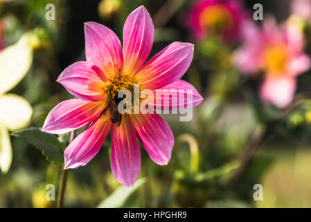 La literie est de couleur rose dahlias et des abeilles Banque D'Images