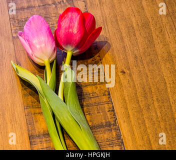 Tulipe rose et rouge sur une table en chêne. Les tulipes ont leurs tiges, feuilles et les chefs sont propres et chaude en couleur. Banque D'Images