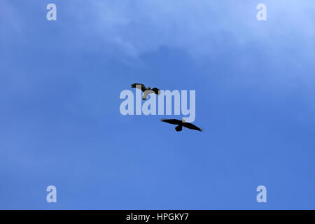 Paire de beaux Le Grand Corbeau, Corvus corax, battant contre le ciel bleu. Banque D'Images