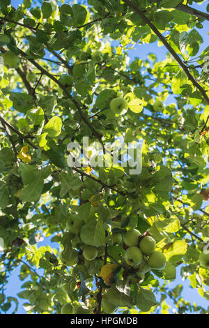 Green Apple sur branch against blue sky Banque D'Images