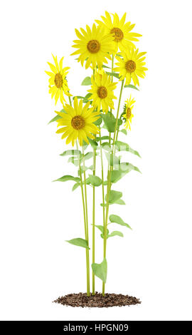 Le tournesol plante isolé sur fond blanc. 3d illustration Banque D'Images