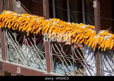 Les épis de maïs sont pendus au balcon pour le séchage au soleil naturel traditionnel Banque D'Images