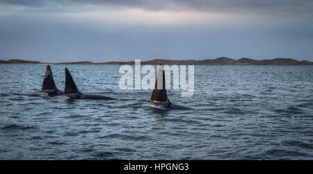 Trois orques ou Épaulards dans paysage de montagnes à Tromso en Norvège, la chasse du hareng dans le fjord Banque D'Images