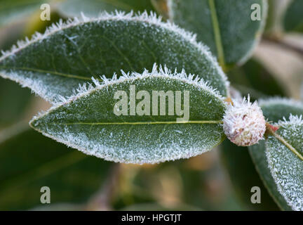 Hoar ou rime frost, cristaux de glace sur les feuilles et les boutons floraux de Camellia arbuste dans le jardin, Janvier Banque D'Images