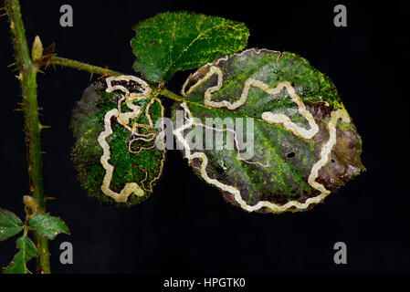 Mines de feuilles d'une teigne brumeuse, Stigmella aurella, dommages résiduels à la fin de l'hiver, février Banque D'Images