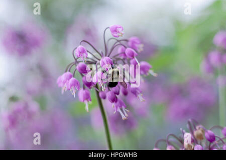 Oignon fleur en hochant délicate violet clair (Allium cernuum) avec alimentation Bumble bee Banque D'Images