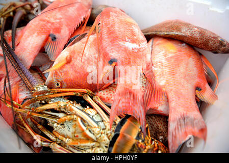 Poissons tropicaux fraîchement pêchés et des homards dans un seau. République Dominicaine Banque D'Images