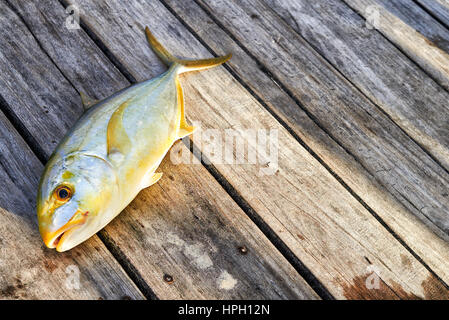 Poissons tropicaux fraîchement pêché sur un quai. République Dominicaine Banque D'Images