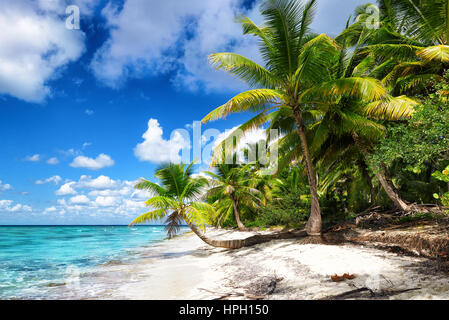 Scieries de plage de sable blanc avec des palmiers. L'île de Saona, République Dominicaine Banque D'Images