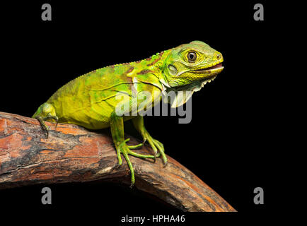 Iguane vert (Iguana iguana), iguane, réserve biologique de la famille Jorupe, forêt tropicale sèche, de l'Ouest, contreforts des Andes Equateur Banque D'Images