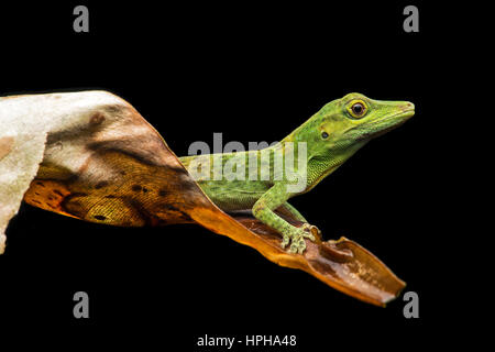 Repéré Anole (Anolis punctatus), la famille (Dactyloidae), Amazon rainforest, Copalinga, Zamora province, l'Équateur Banque D'Images