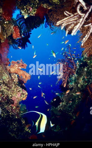 Fenêtre de corail dans une épave d'un globicéphale bannerfish (Heniochus acuminatus) et jewel fairy basslet (Pseudanthias squamipinnis). Bali, Indonésie. Banque D'Images