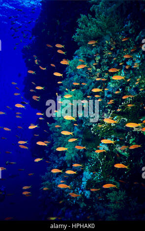 Une congrégation de jewel fairy basslet (Pseudanthias squamipinnis) à côté d'un mur vertical incrustés de corail. Photographié dans la mer Rouge Egyptienne. Banque D'Images