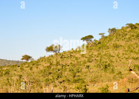 Colline boisée dans la savane du parc de Tsavo Ouest au Kenya Banque D'Images