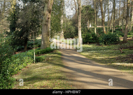 Soleil d'hiver gris sur un chemin forestiers avec les perce-neige dans l'herbe Banque D'Images