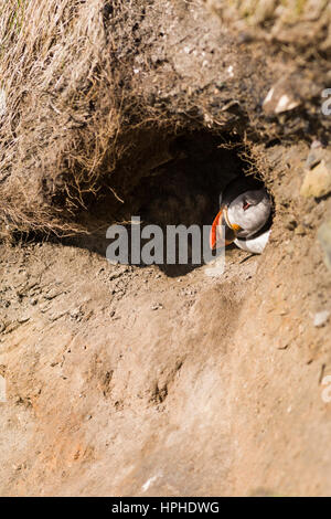 Macareux moine (Fratercula arctica) dans burrow, tête' Établissement"Sumburgh, Shetland Banque D'Images