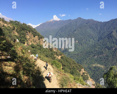 Et la montagne Fishtail Machhapuchhare Annapurna Himalaya Népal vue d'ensemble pendant le trekking à Ghandruk village de Kaski, le Népal. Banque D'Images