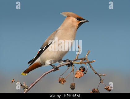 Jaseur boréal - Bombycilla garrulus Banque D'Images