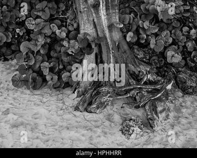 Tronc d'arbre tropical sur Seven Mile Beach dans les Caraïbes, Grand Cayman, îles Caïman Banque D'Images