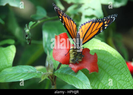 Papillon monarque, Danaus plexippus ou reposant sur des feuilles vertes, dans la jungle, Roatan, Honduras, Amérique centrale. Banque D'Images