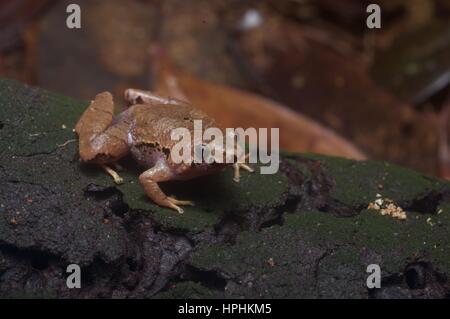 Un étroit de Bornéo-mouthed Frog (Microhyla malang) dans la forêt tropicale à Kubah National Park, Sarawak, l'Est de la Malaisie, Bornéo Banque D'Images