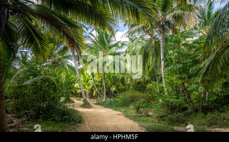 Sur le chemin d'une palmeraie - Parc National Naturel de Tayrona, Colombie Banque D'Images