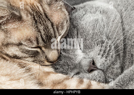 Libre de deux chats câlins dormir ensemble thai siam et British shorthair couple pet Banque D'Images