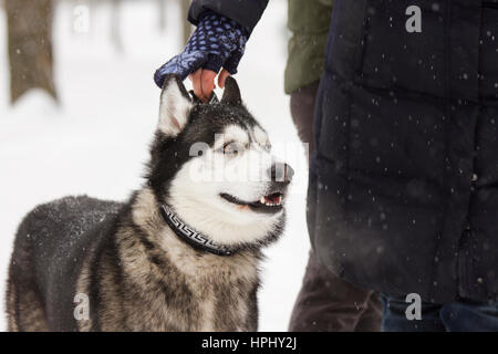 Bel animal chien husky en hiver neigeux heterochromia Banque D'Images